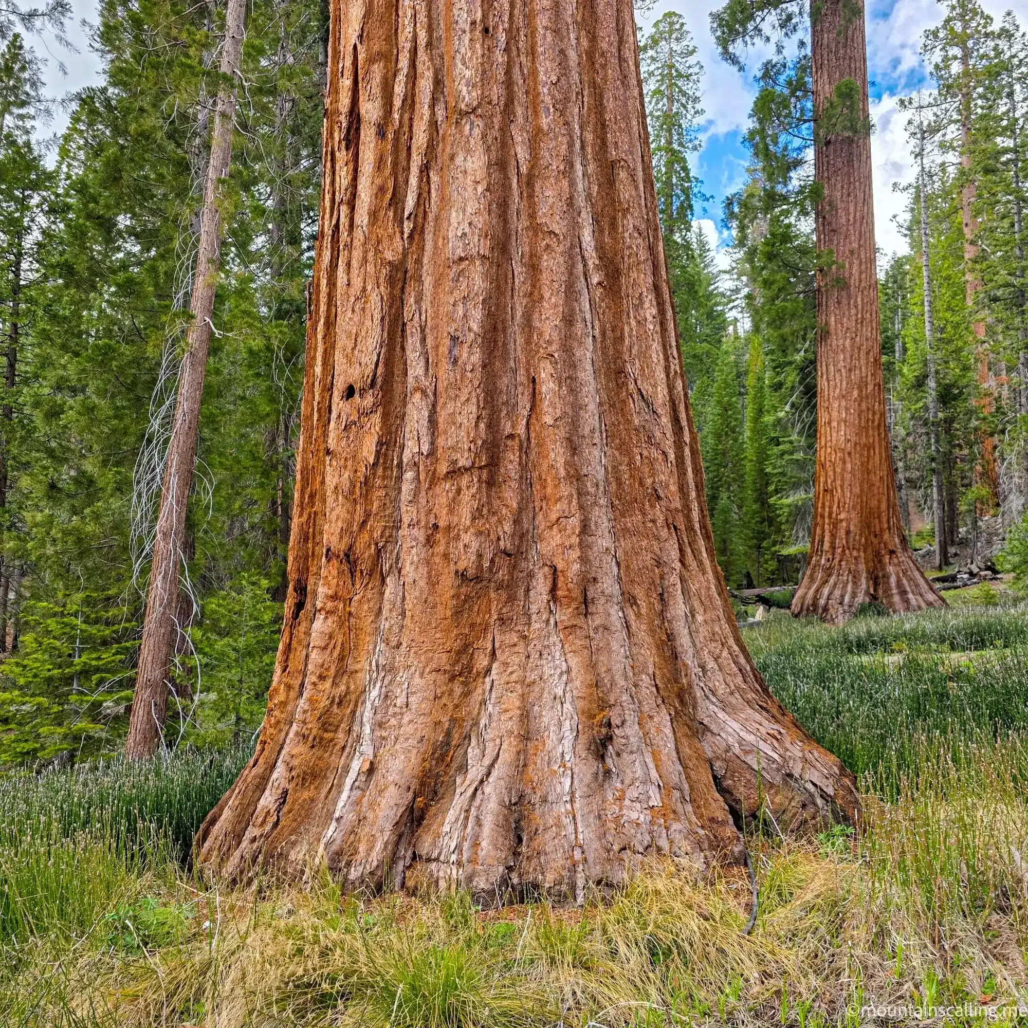 Massive giant sequoia trunk base in Mariposa Grove showing distinctive reddish bark and buttressed roots
