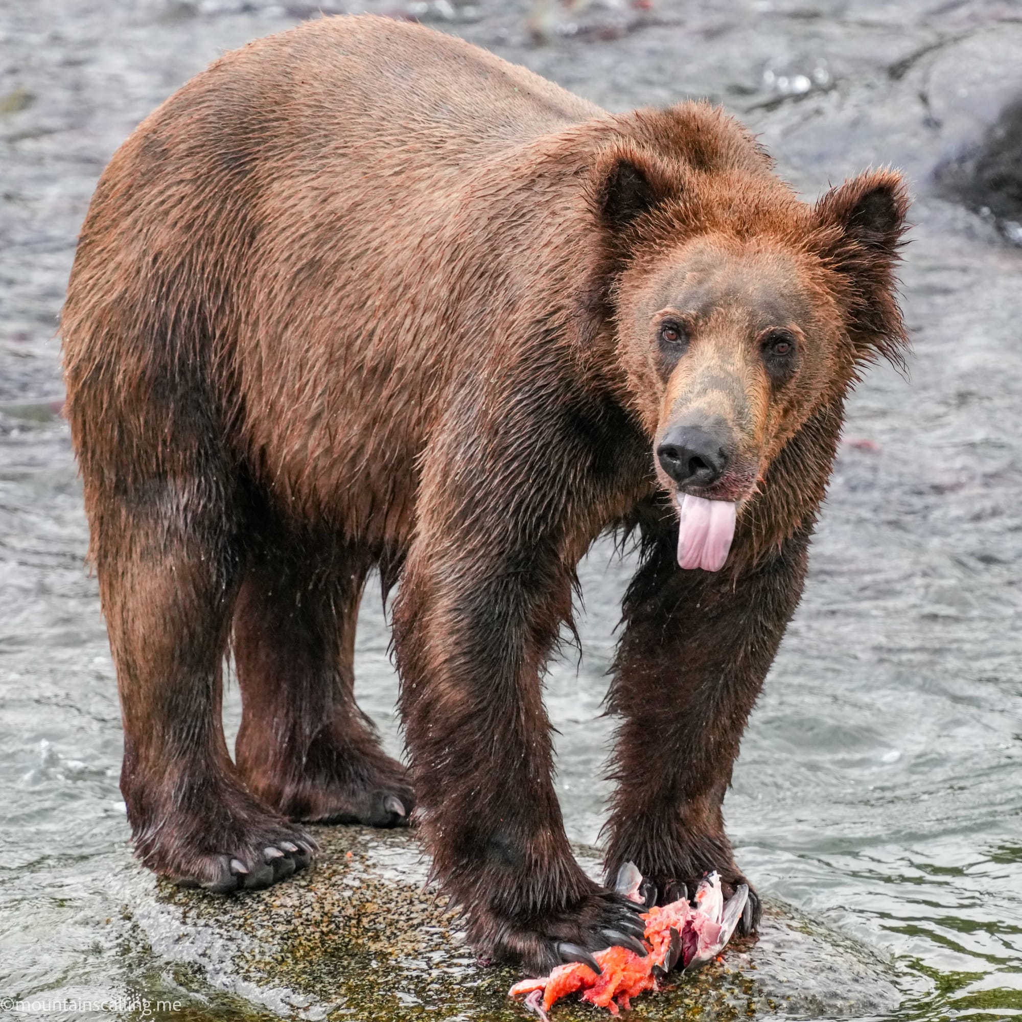 Katmai bear enjoying salmon catch in the Brooks River | Yosemite Life | Yosemite.Life