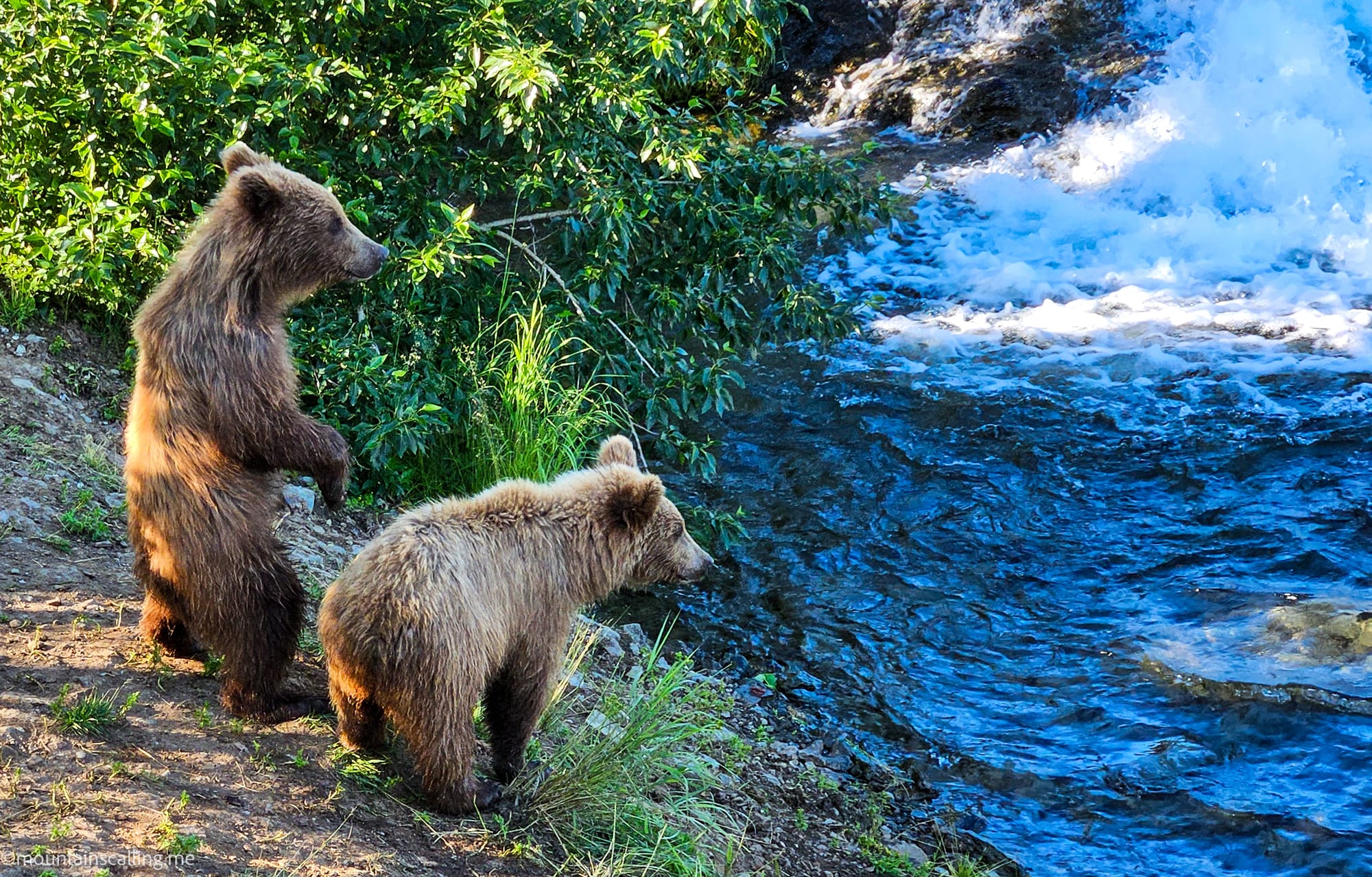 Two bear cubs on the bank of Brooks River in Katmai watching mom fish. | Yosemite Life | Yosemite.Life