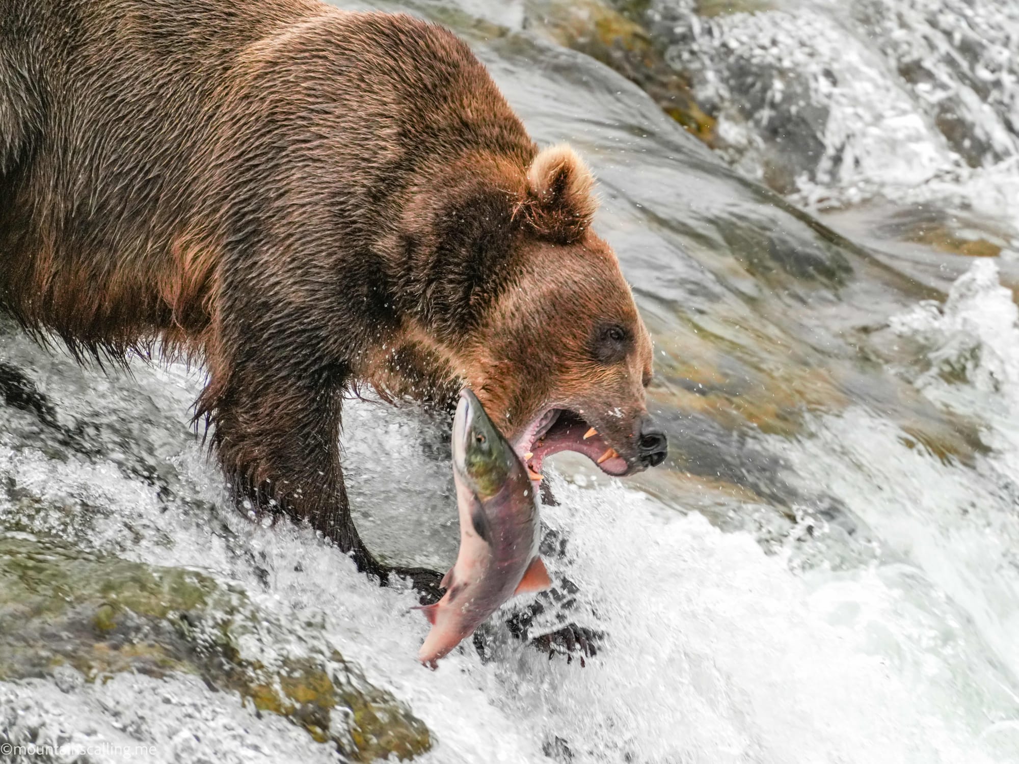 Katmai bear catching jumping salmon in mid-air | Yosemite Life | Yosemite.Life