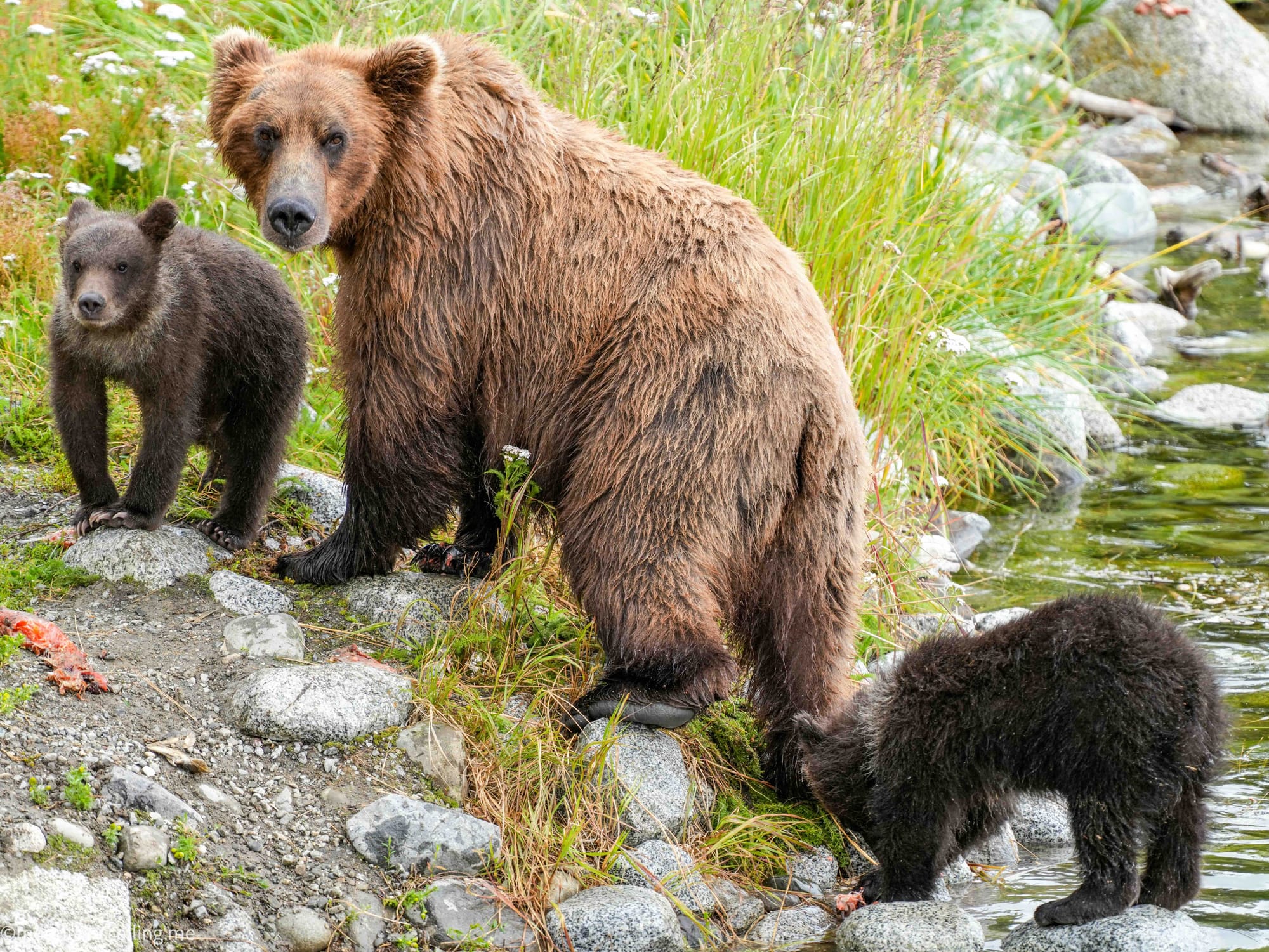 Mom and cubs along the bank of Naknek Lake in Katmai | Yosemite Life | Yosemite.Life