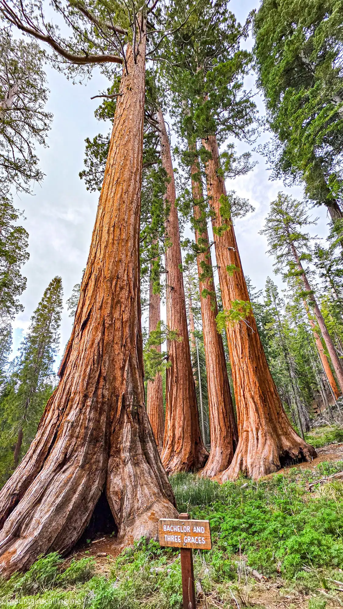 Bachelor and Three Graces giant sequoia group in Mariposa Grove with trail sign