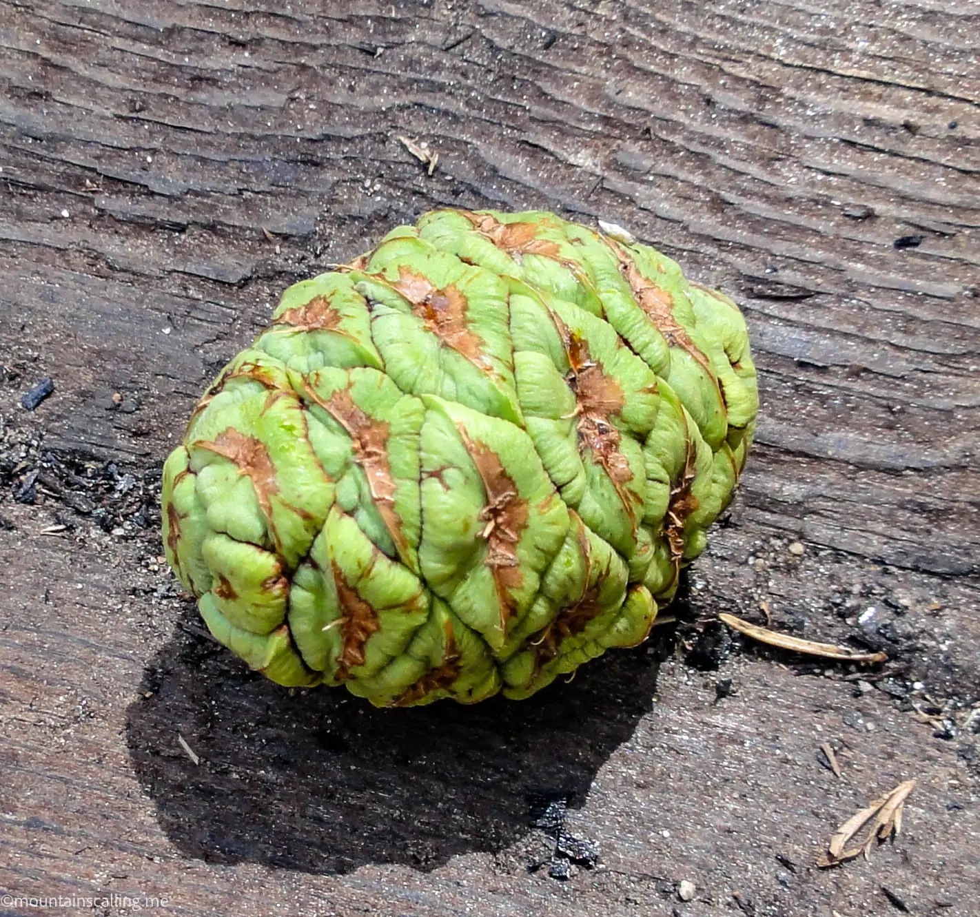 Giant sequoia cone on weathered wood in Mariposa Grove, showing the small scale of seeds from massive trees