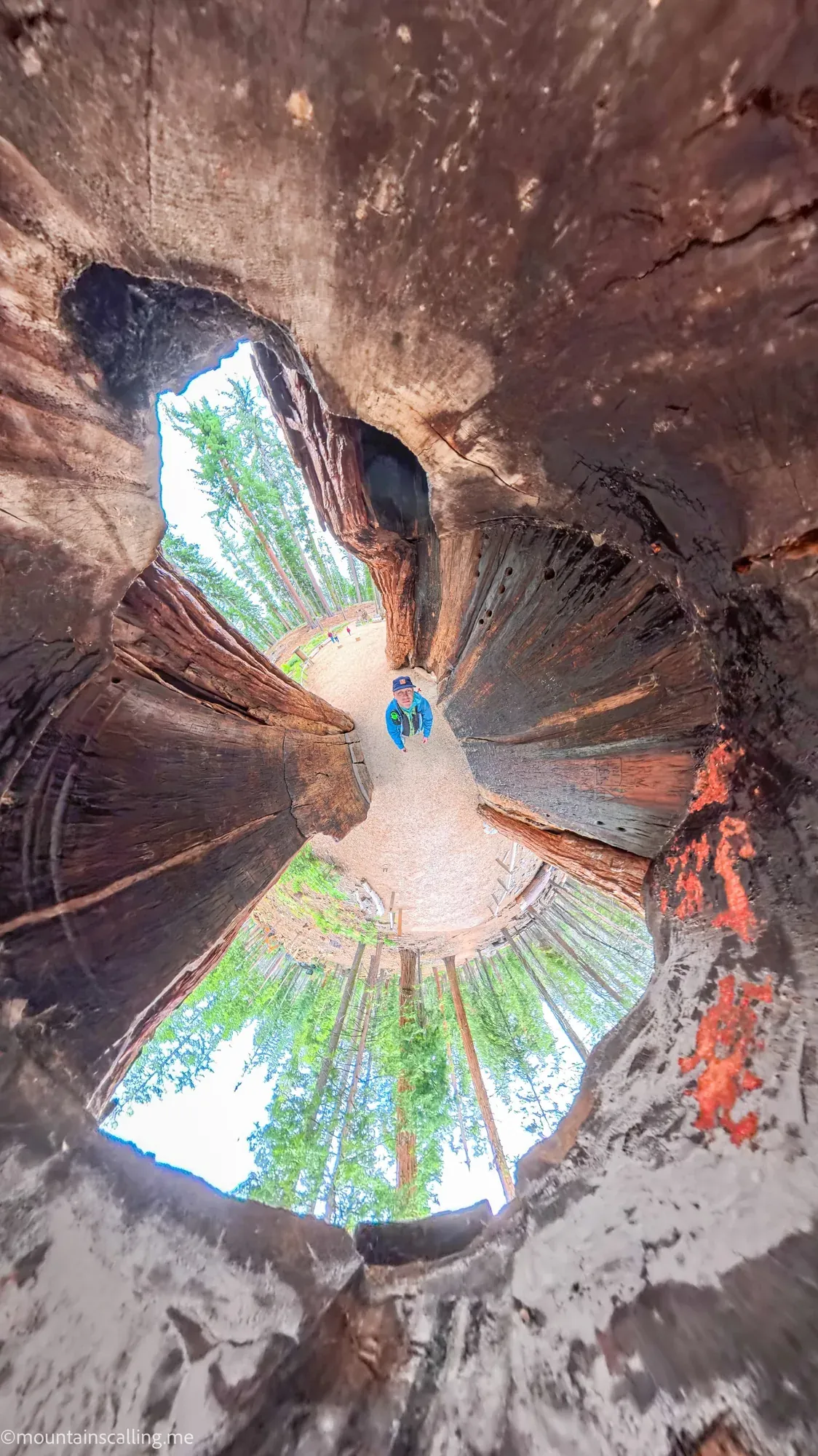 Inside view looking up through giant sequoia tunnel showing thick bark walls and forest canopy above