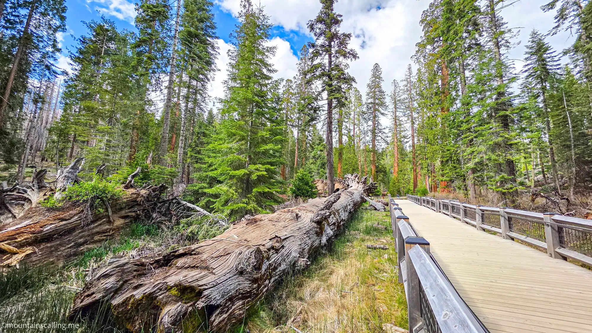 Wooden boardwalk winding through Mariposa Grove past fallen giant sequoia logs with towering sequoias in background
