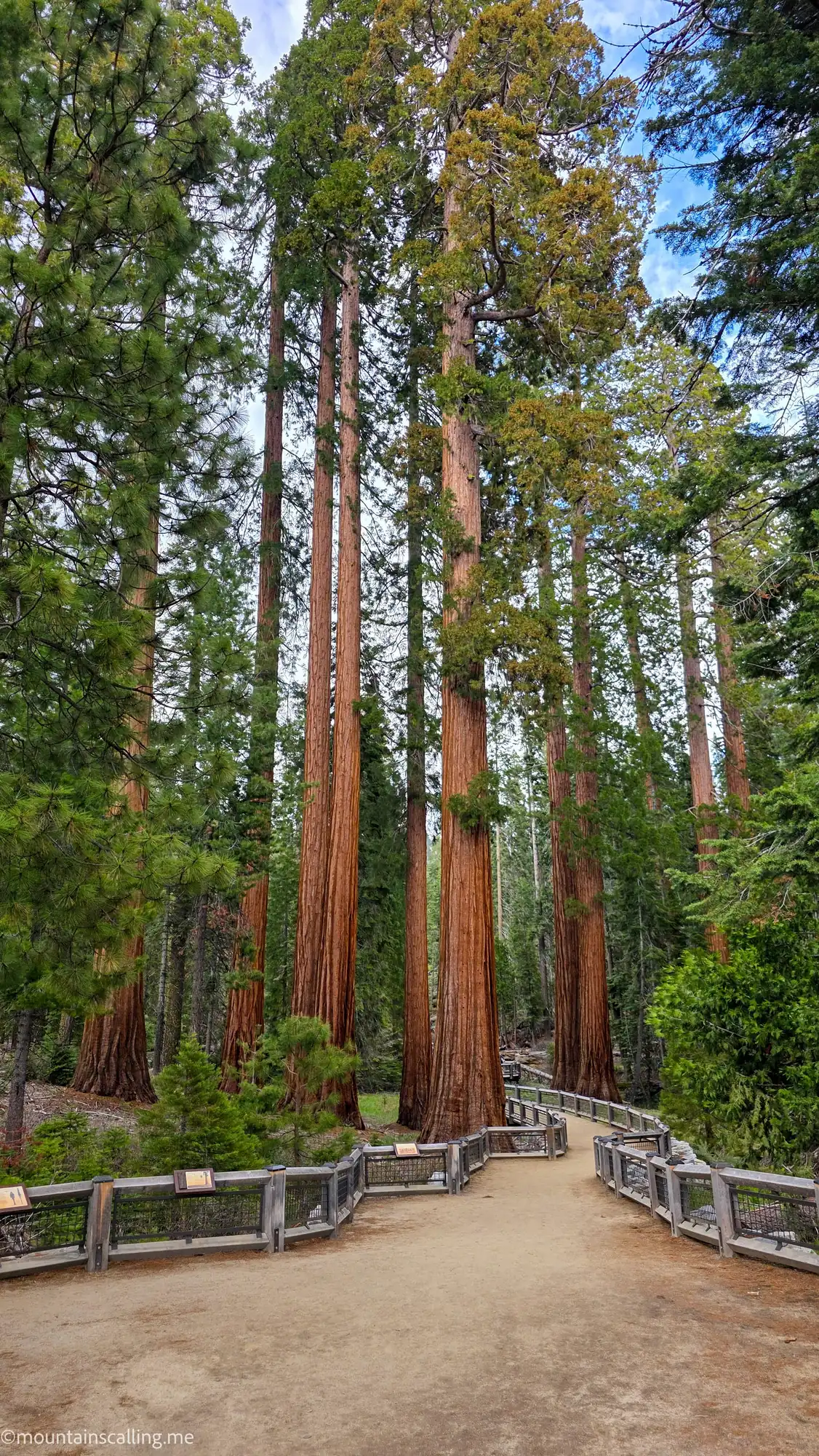 Mariposa Grove boardwalk trail winding through towering giant sequoia trees in Yosemite
