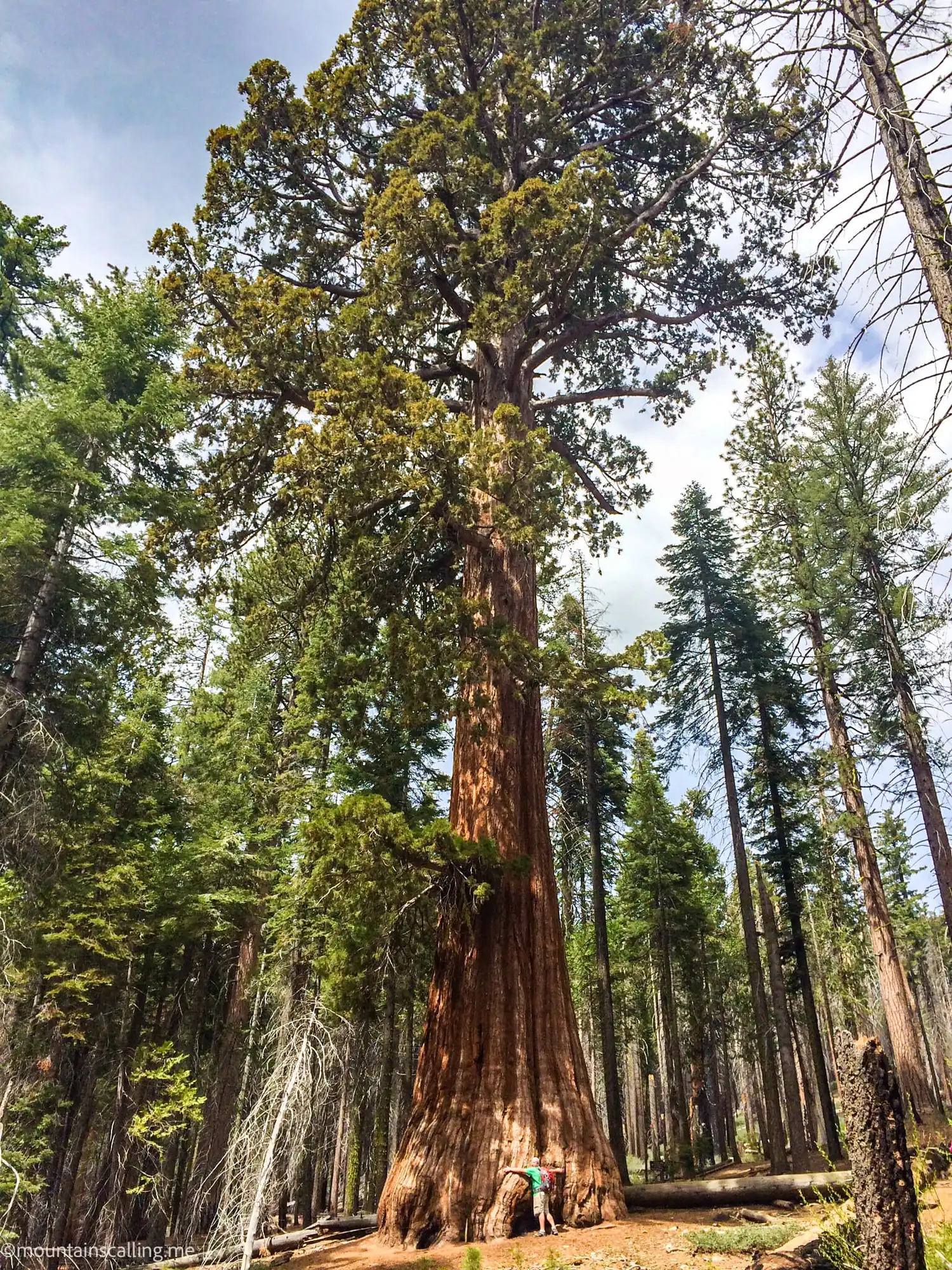 Massive giant sequoia with hikers at base showing enormous scale in Mariposa Grove