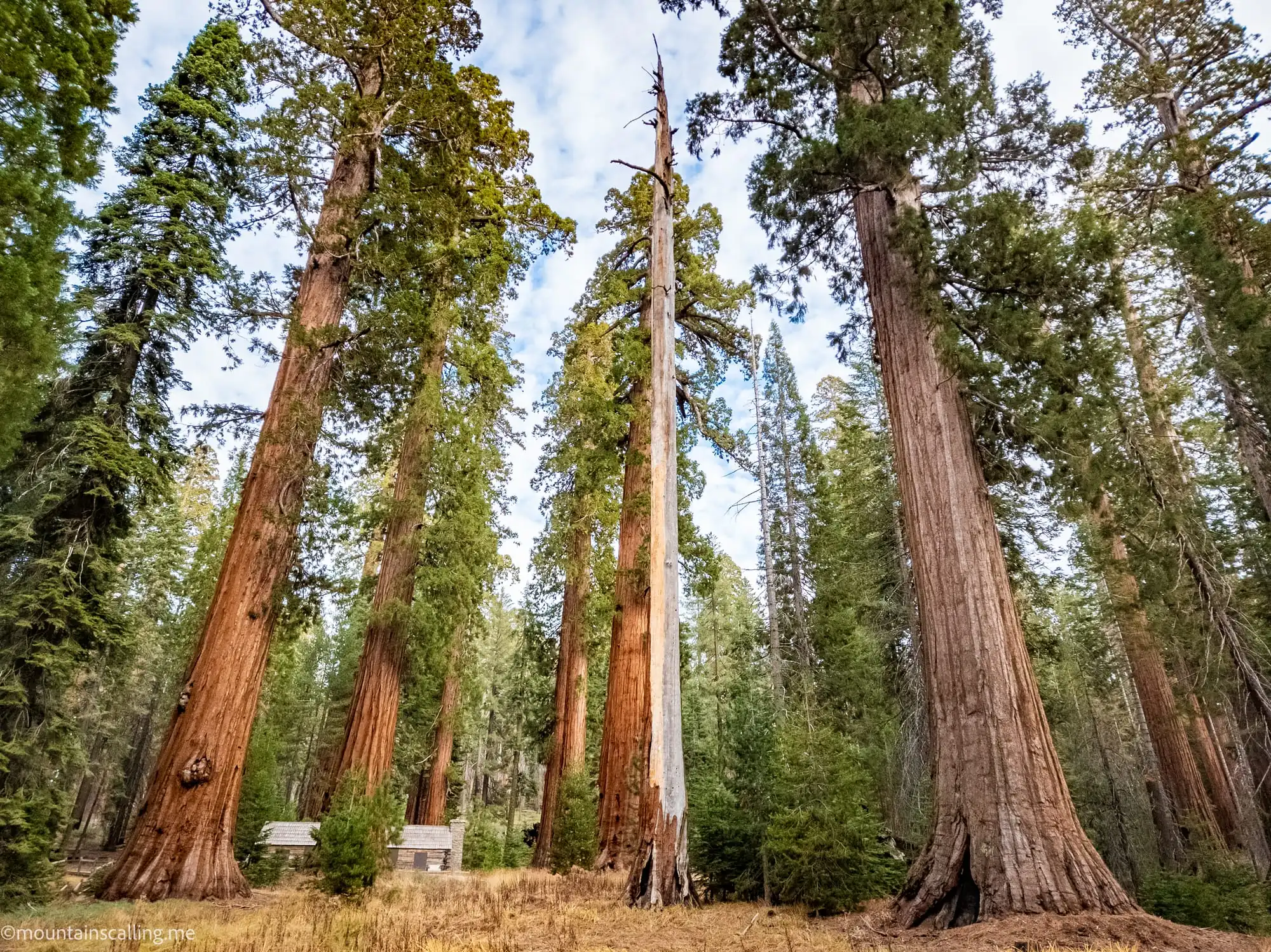 Giant sequoia trees towering overhead in Mariposa Grove with the historic cabin below the massive trunks