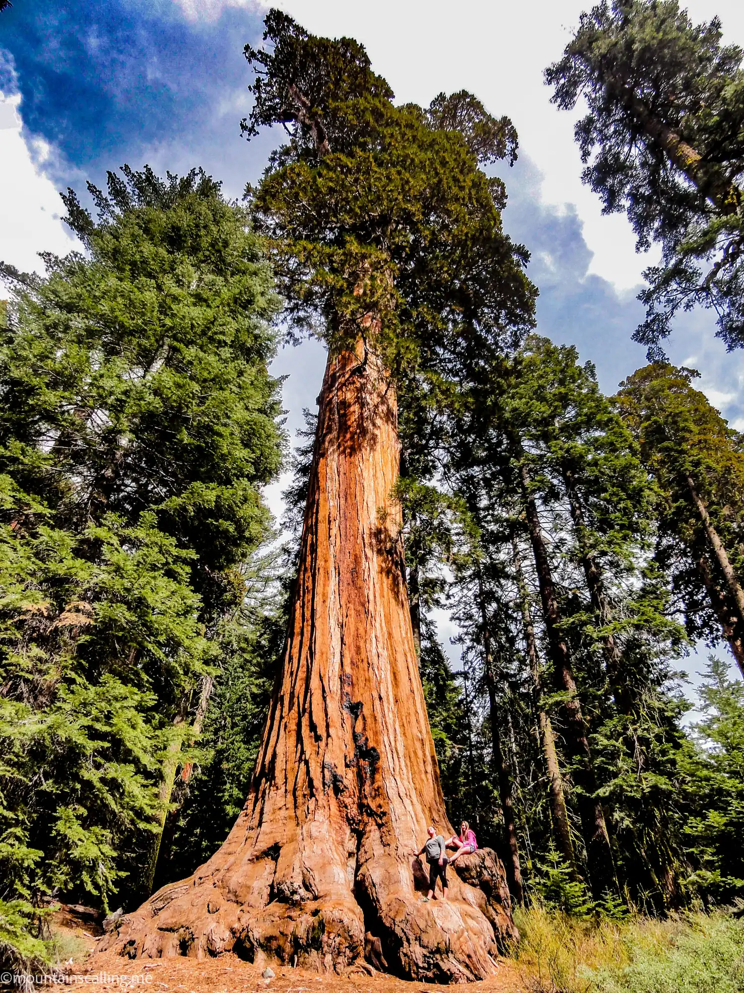 Towering giant sequoia trunk extending high into forest canopy in Mariposa Grove