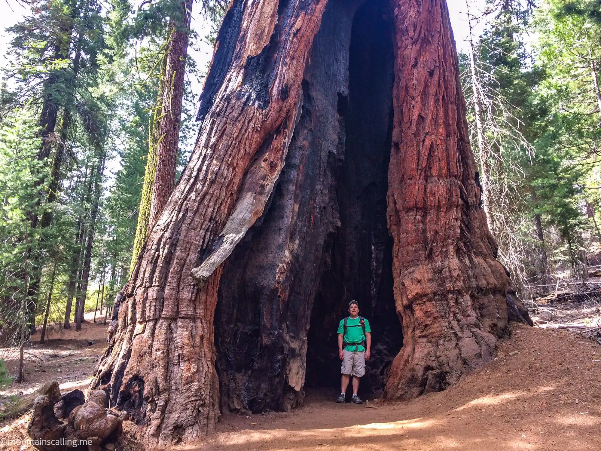 Hiker standing inside fire-carved cavity of ancient giant sequoia in Mariposa Grove