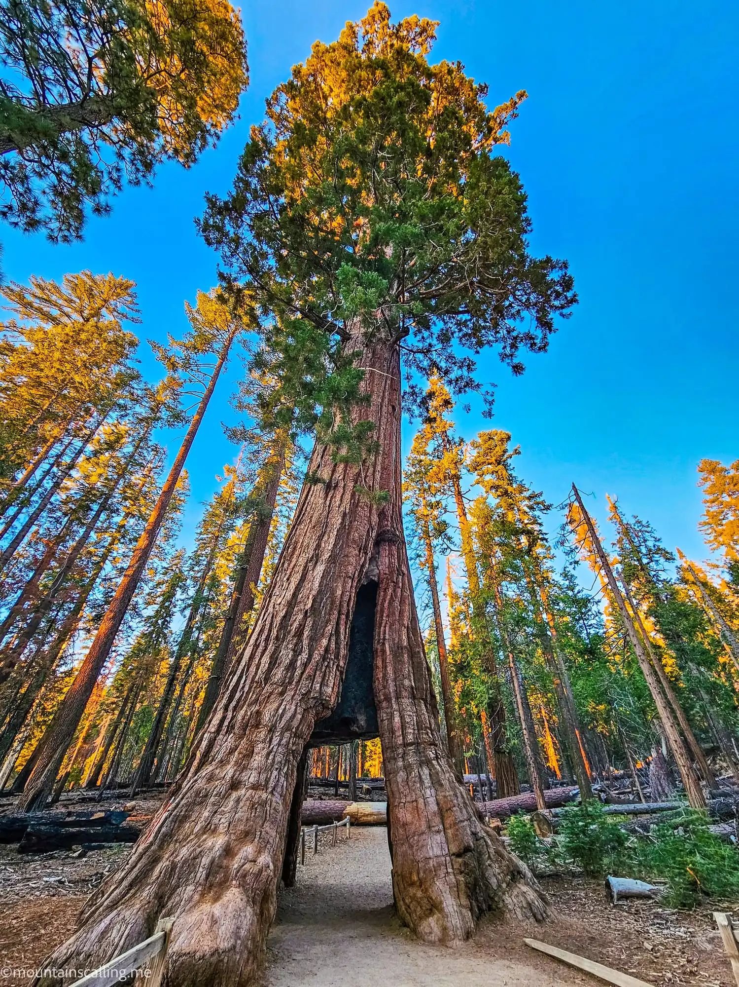 Giant sequoia with natural tunnel opening in Mariposa Grove, Yosemite, with pathway leading through