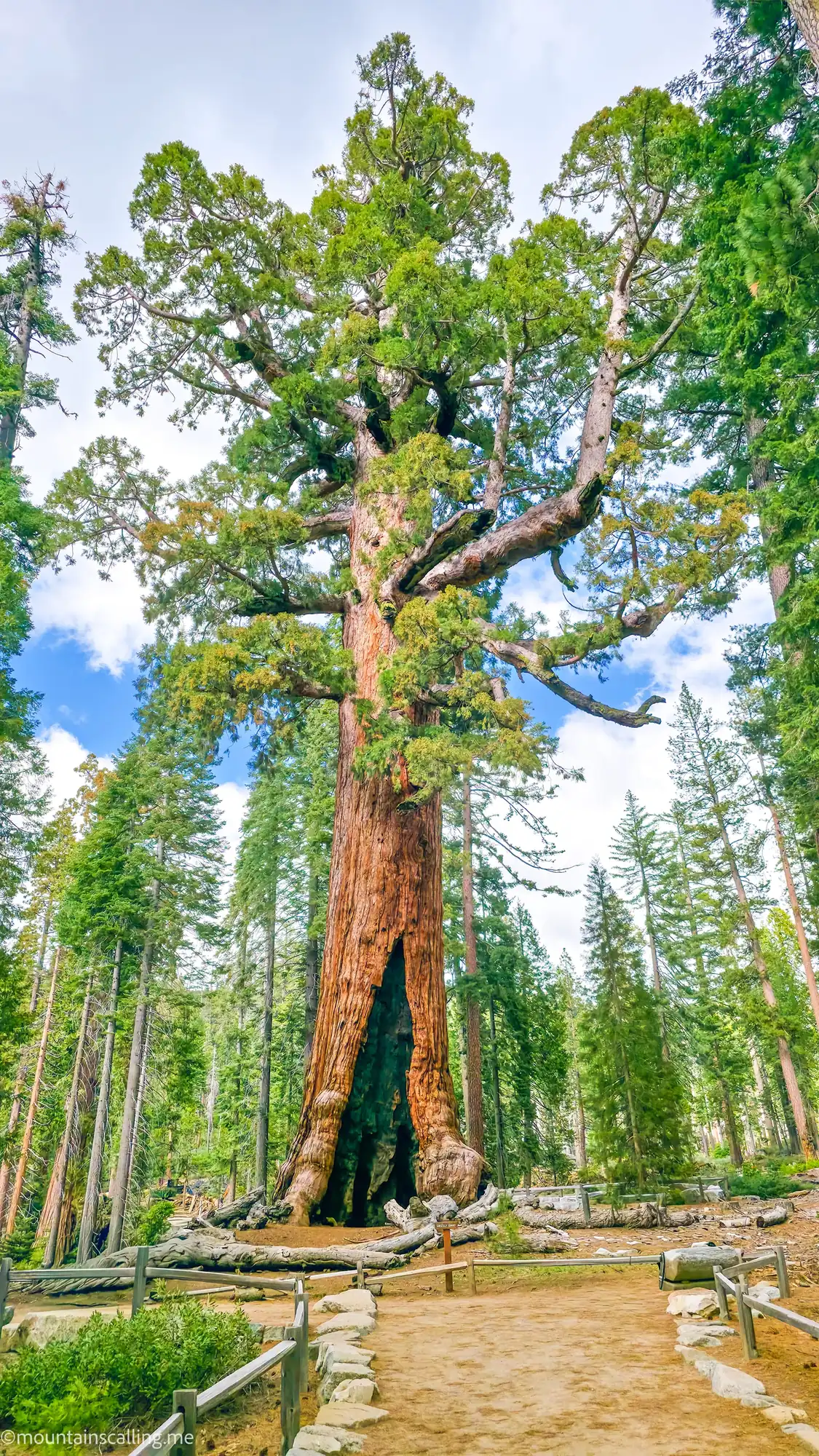 Massive Grizzly Giant sequoia in Mariposa Grove, surrounded by towering forest canopy