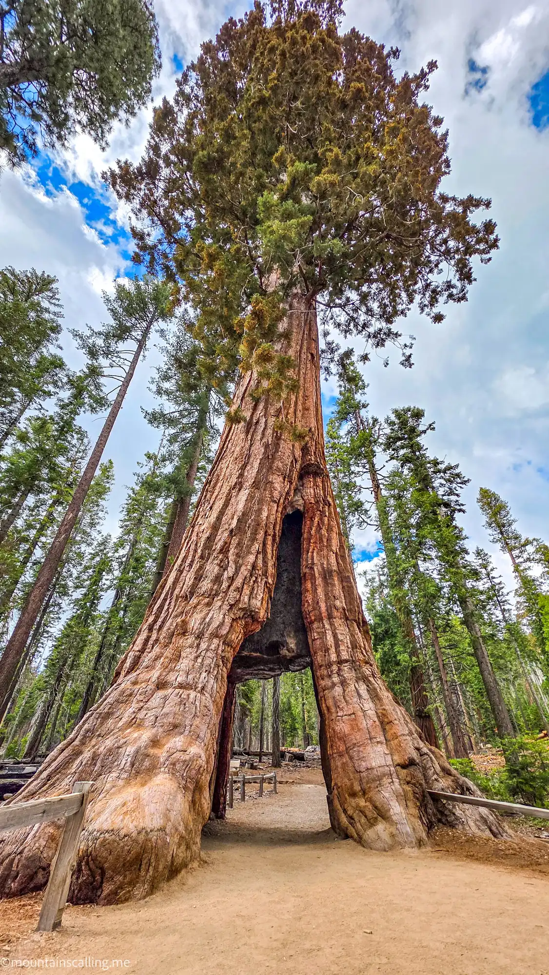 Giant sequoia tunnel tree in Mariposa Grove with pathway through trunk and forest surroundings