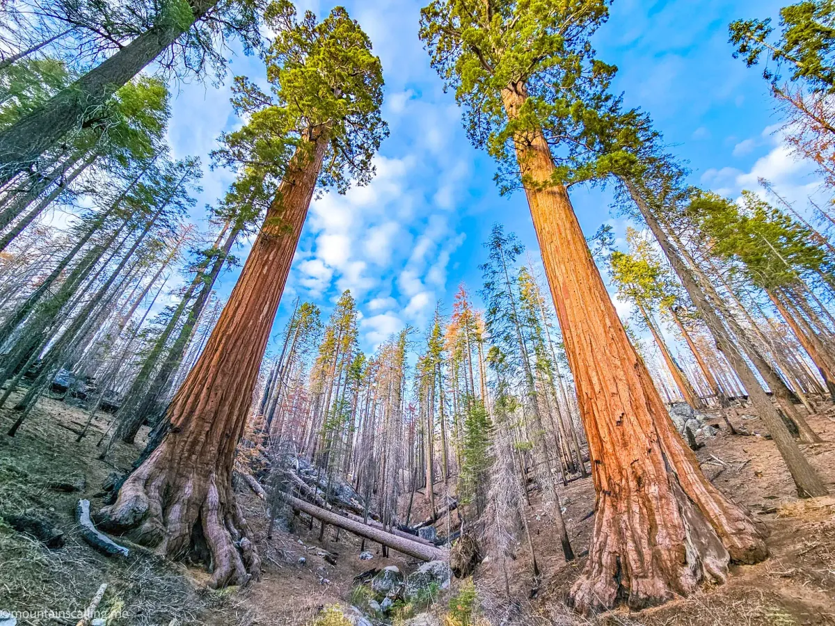 Towering giant sequoias in Mariposa Grove with distinctive reddish bark reaching toward blue sky