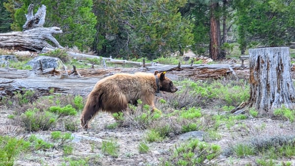 A collared juvenile black bear walking through Little Yosemite Valley | Yosemite Life | Yosemite.Life